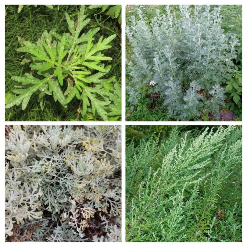 Üröm válogatáscsomag - 4 fajta, Artemisia ssp., vetőmag, akció, kedvezmény